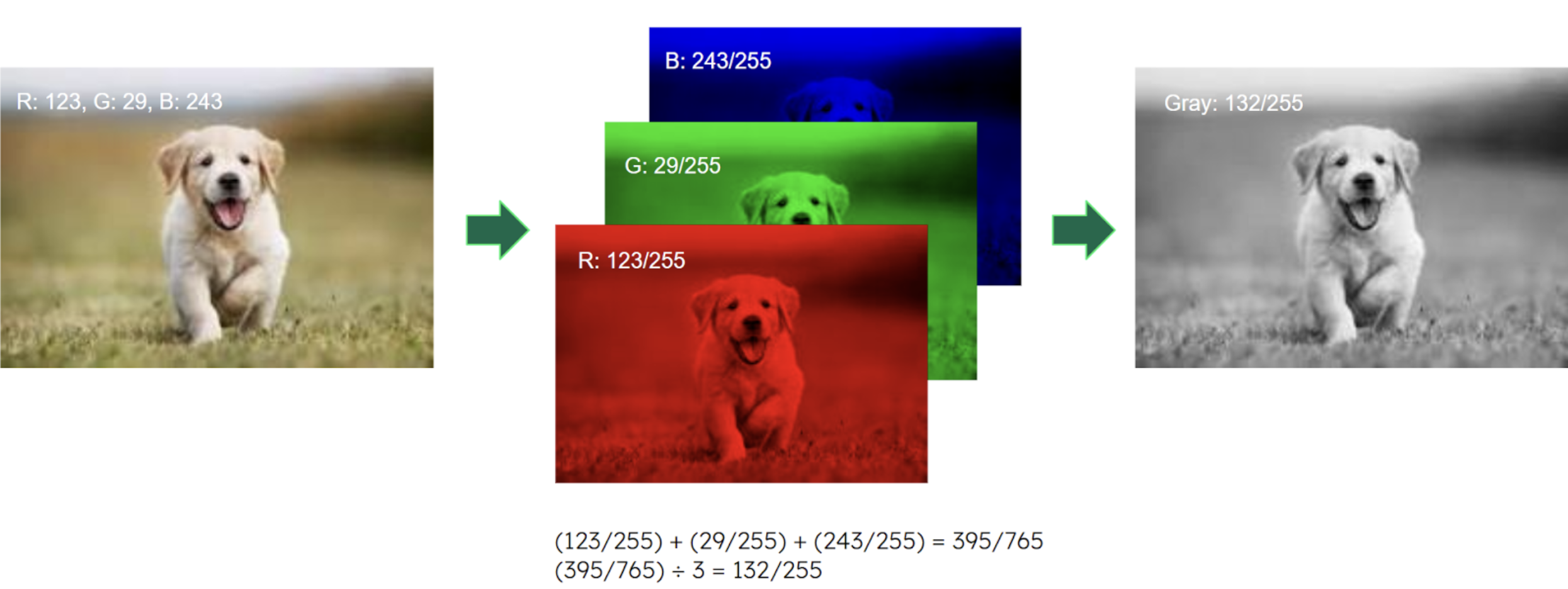 This image is an illustration of quantizing an RGB image into grayscale. On the left side is a photo of a puppy in normal color. In the middle is that same photo in RGB examples. And then on the right is a grayscale version of the photo. 